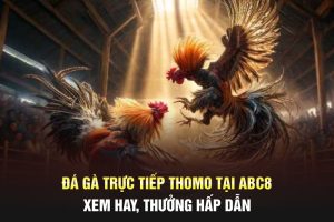 Đá gà trực tiếp Thomo ABC8