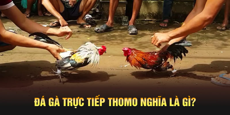 Đá gà trực tiếp Thomo nghĩa là gì?