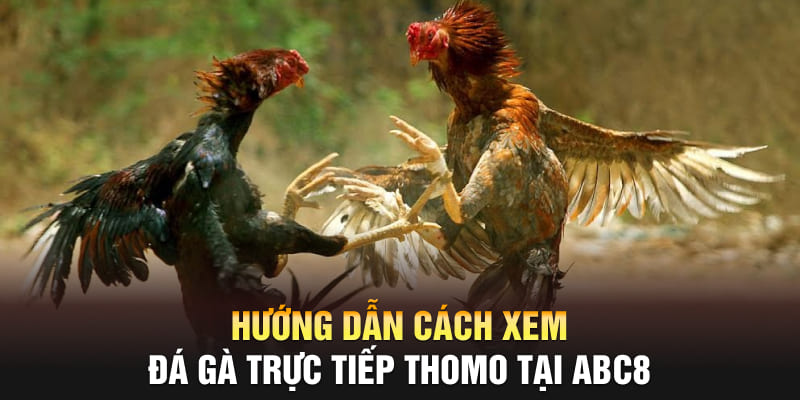 Hướng dẫn cách xem đá gà trực tiếp Thomo tại ABC8