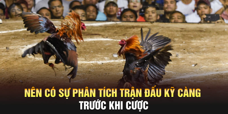 Nên có sự phân tích trận đấu kỹ càng trước khi cược