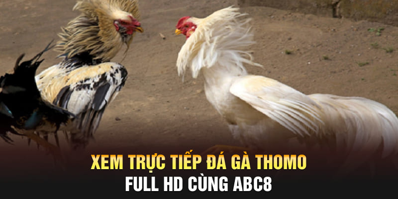 Xem trực tiếp đá gà Thomo Full HD cùng ABC8